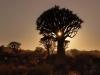 Africa Nature Animals (25)